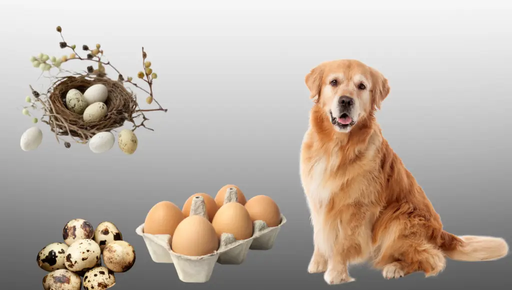 can dogs eat egg shells